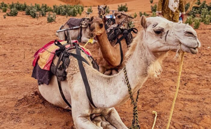 Best Morocco itinerary 7 days