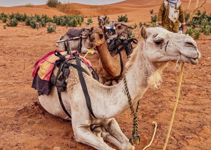 Best Morocco itinerary 7 days